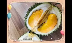 《榴莲看片:带你领略热带水果的鲜美与风味》