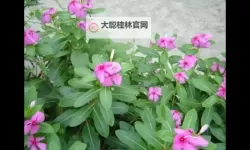 探秘人人摸日日草:自然奇观与药用价值的奥秘
