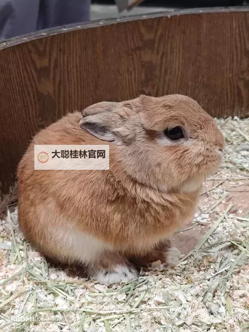 如何解决中文字幕乱码在线人视频的问题与技巧图2