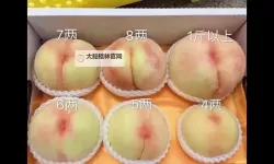 酥甜多汁：探索精品蜜桃的极致魅力