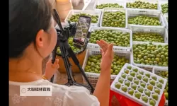 青果直播平台:引领新潮流的多功能直播生态系统