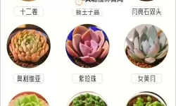 整篇都是车的多肉1V4推荐：打造独特花园的完美选择