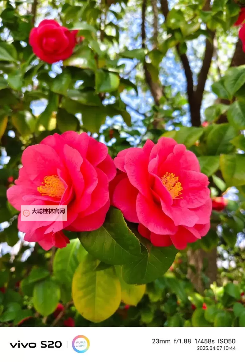 探索tubevids日本:最佳日本视频资源平台推荐图1