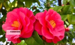 探索tubevids日本:最佳日本视频资源平台推荐