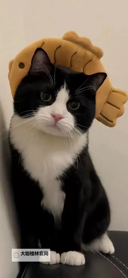 《浪人崛起》追求新知识支线任务攻略图1