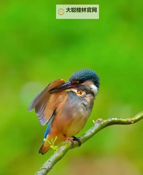 红颜决如何双开 2021最新双开神器来袭图1