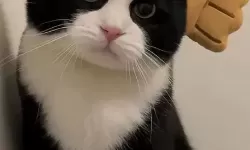 《浪人崛起》追求新知识支线任务攻略