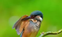 红颜决如何双开 2021最新双开神器来袭