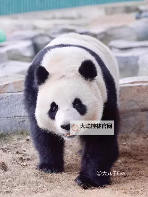 《狙击精英抵抗》第八关收集地图分享 第八关物品位置一览图2