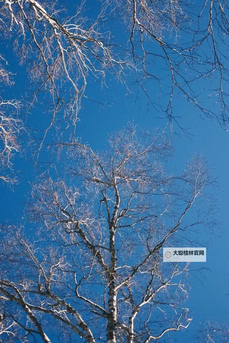 大都督双开挂机软件推荐  怎么双开大都督详细图文教程图2