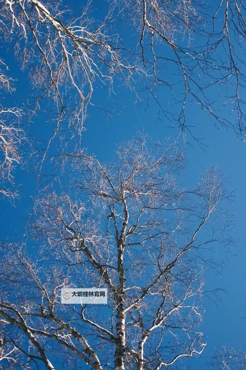 大都督双开挂机软件推荐  怎么双开大都督详细图文教程图2