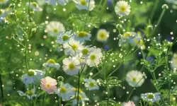 探索自然之美：野花视频在线观看-欢迎您欣赏多彩野花盛景