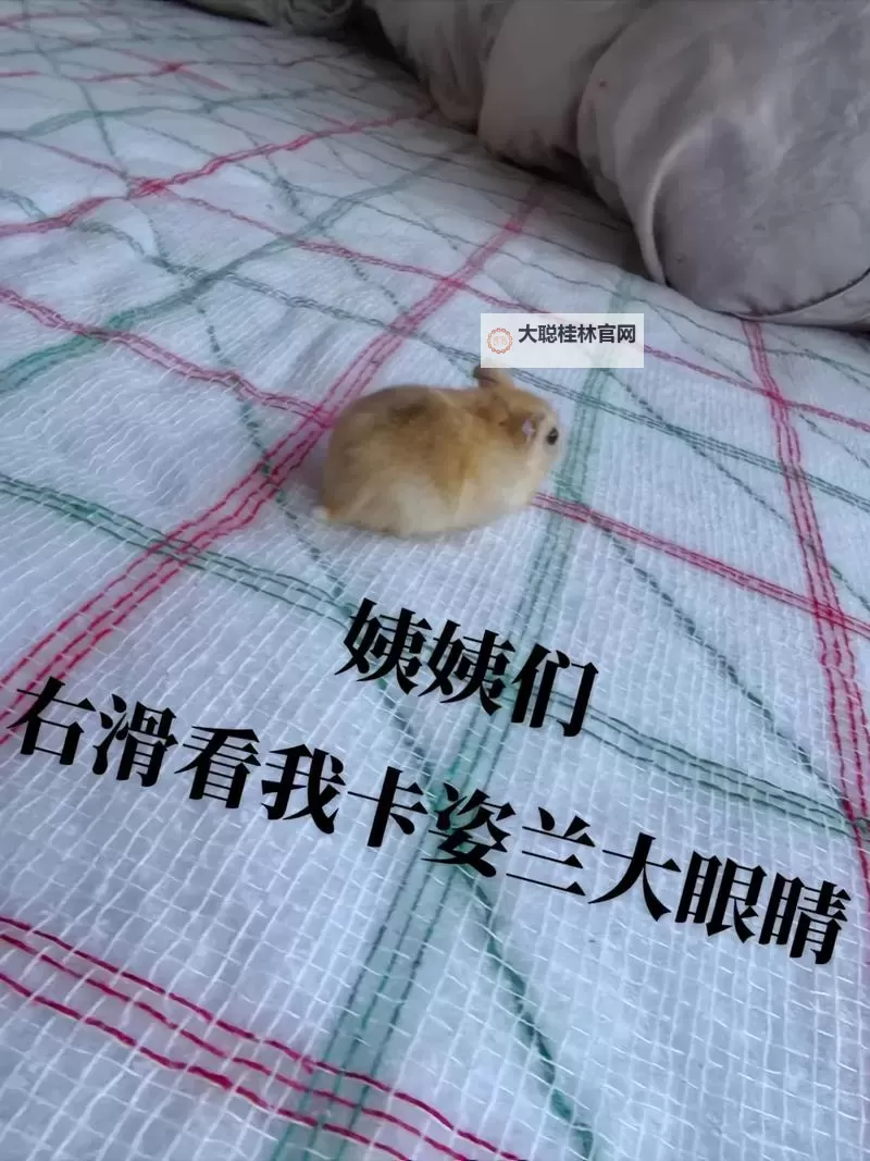 最强祖师仓鼠党储物袋怎么打开 最强祖师仓鼠党储物袋打开方法图1