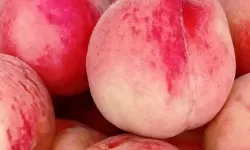 新鲜正宗水蜜桃1430.5，甜蜜多汁的夏日首选