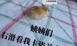 最强祖师仓鼠党储物袋怎么打开 最强祖师仓鼠党储物袋打开方法