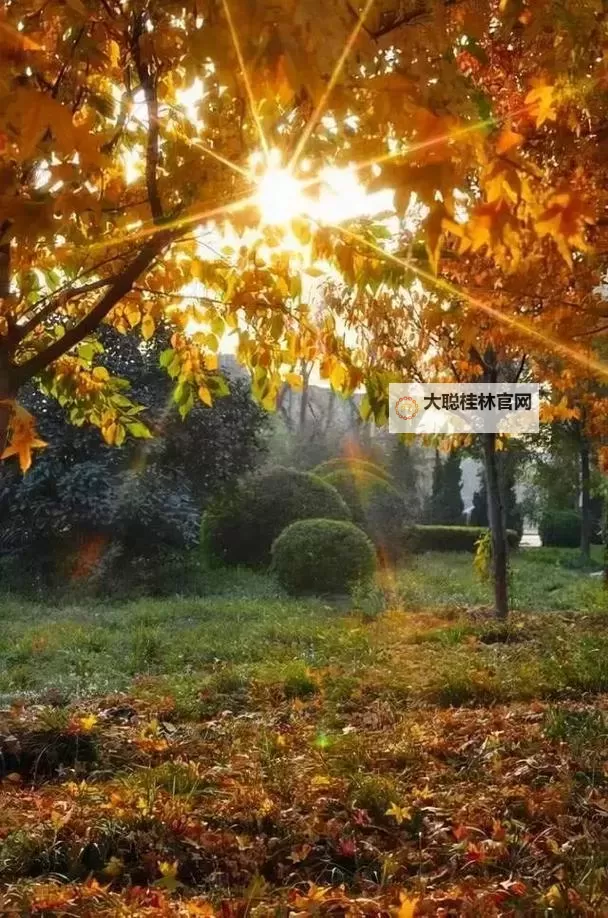 《勇者斗恶龙英雄2》小金币获得方法及兑换道具一览 小金币怎么获得图2