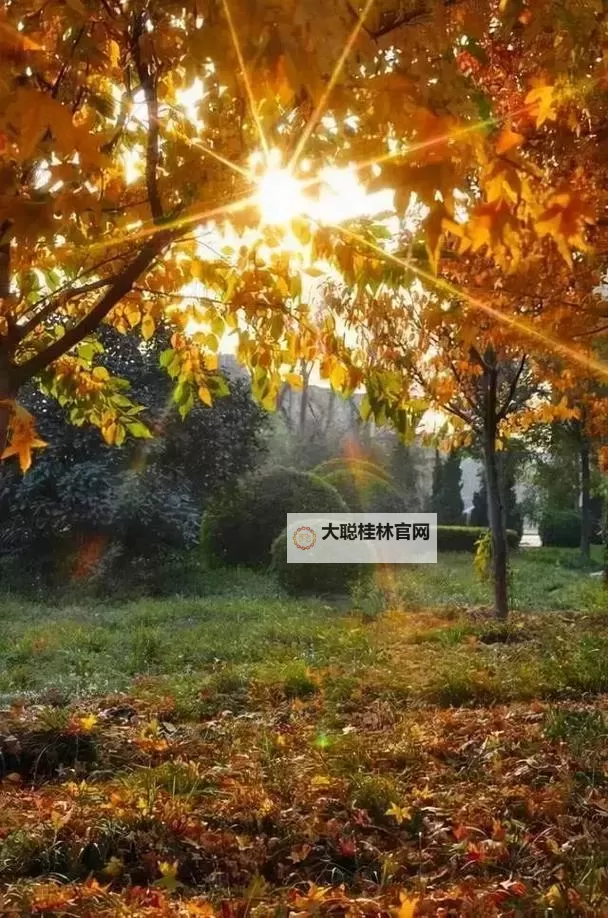 《勇者斗恶龙英雄2》小金币获得方法及兑换道具一览 小金币怎么获得图2