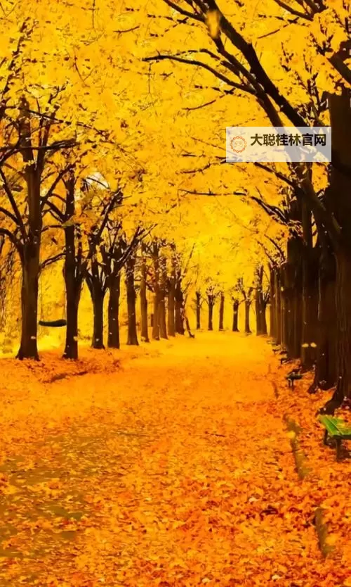 《勇者斗恶龙英雄2》小金币获得方法及兑换道具一览 小金币怎么获得图1