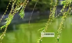 2024最新榜单：最受欢迎的韩剧TOP10盘点