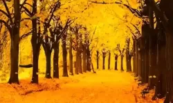 《勇者斗恶龙英雄2》小金币获得方法及兑换道具一览 小金币怎么获得