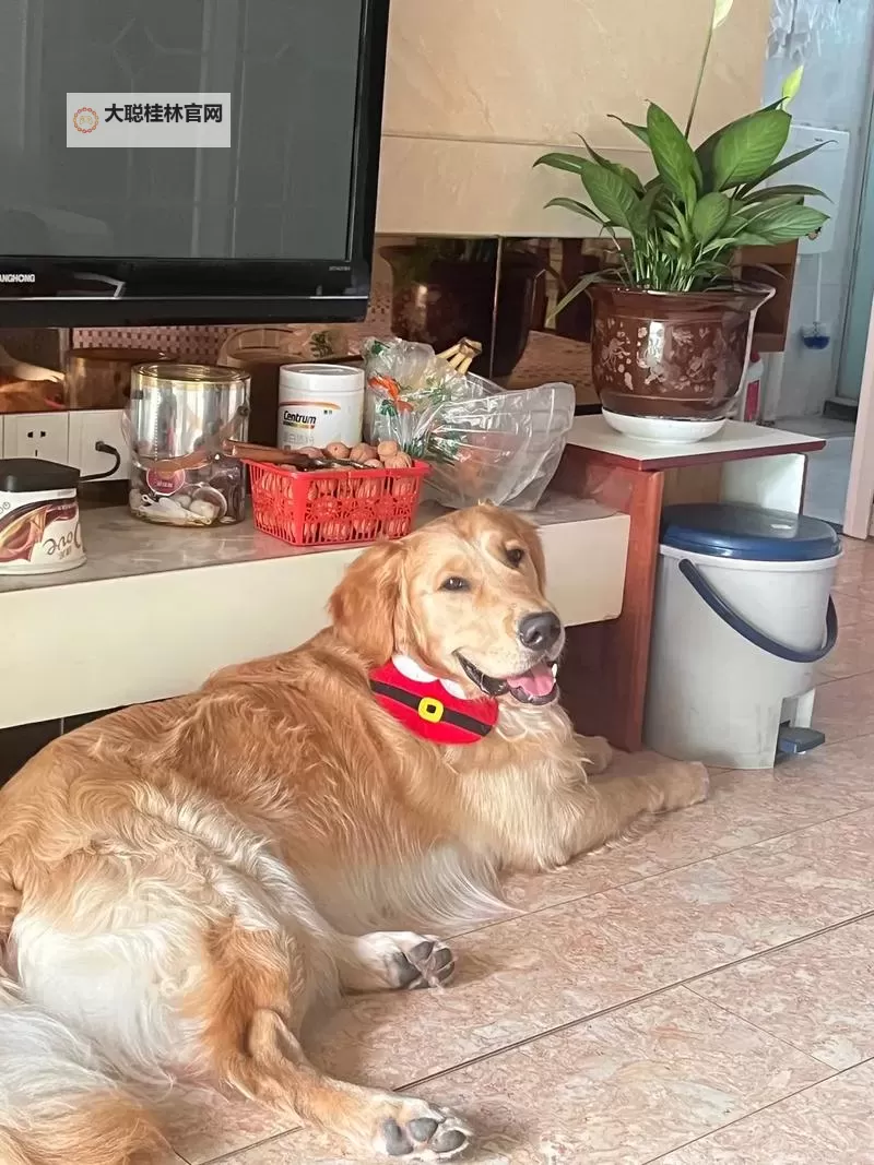 与自己养的金毛做了一个关于信任的约定图1