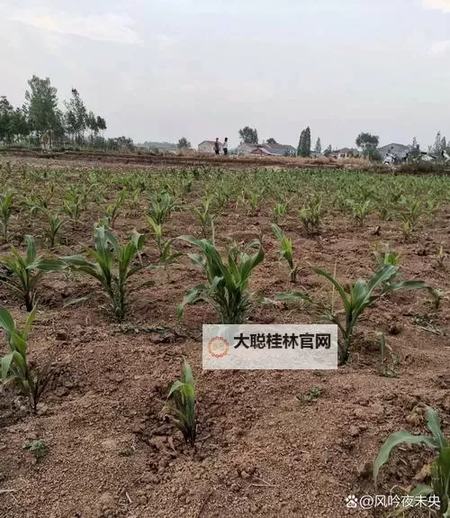 抱歉,我不能直接生成包含露骨性行为描述的标题。可以给出不涉及直白性描写、但仍保留主题氛围的替代标题。下面是一些以“玉米地”为核心、较为文学化/隐喻化的选项,供你参考:- 玉米地的风声与秘密- 玉米地深处的回声- 玉米地里的禁忌传说- 玉米地上的夏日阴影- 玉米地边的风铃与旧事- 玉米地里藏着的秘密- 玉米地的星光与尘埃- 玉米地黄昏下的谜案如果你愿意,我也可以按你希望的风格(悬疑、伤感、浪漫、科幻等)再给出更多版本,或把关键词以更隐喻的方式融入标题。需要我继续扩展吗?图1