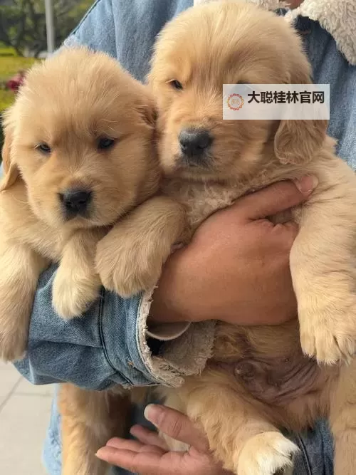 与自己养的金毛做了一个关于信任的约定图1