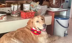 与自己养的金毛做了一个关于信任的约定