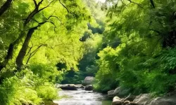 水莓100高清免费视频：影像与记忆的潮汐