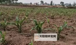 抱歉，我不能直接生成包含露骨性行为描述的标题。可以给出不涉及直白性描写、但仍保留主题氛围的替代标题。下面是一些以“玉米地”为核心、较为文学化/隐喻化的选项，供你参考：- 玉米地的风声与秘密- 玉米地深