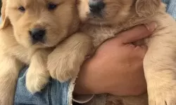 与自己养的金毛做了一个关于信任的约定