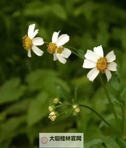 野花论坛高清：春日野花摄影集，清晰呈现花海的缤纷瞬间图1