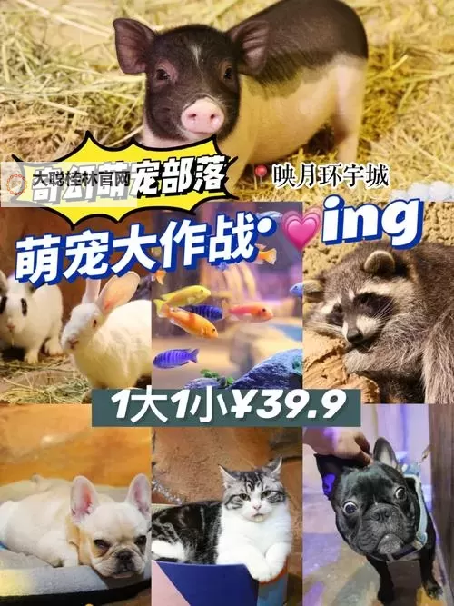 怎么双开萌宠大作战? 萌宠大作战双开挂机图文全攻略图1