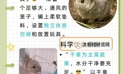 甜蜜厨房日记：怎么喂老公吃小兔兔