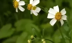 野花论坛高清：春日野花摄影集，清晰呈现花海的缤纷瞬间