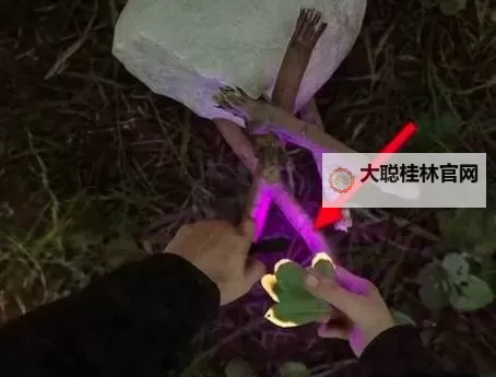 《森林之子》火把制作方法 森林之子火把怎么制作图1