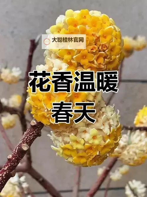 浮城夜话：有染1V2LH出背后的欲望与抉择图1