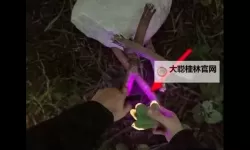 《森林之子》火把制作方法 森林之子火把怎么制作