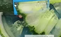 用黄瓜自愈的时候要削皮吗?从民间传说到科学解释