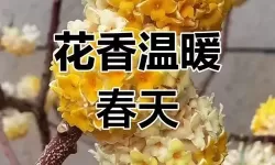 浮城夜话:有染1V2LH出背后的欲望与抉择